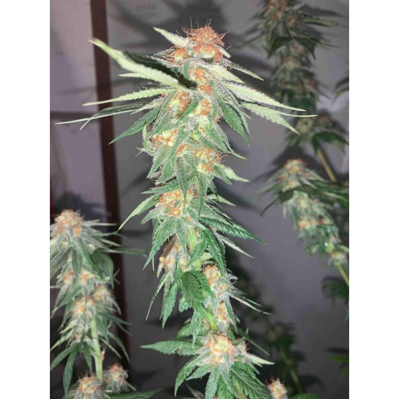 Green Papaya, Фасовка: 5, изображение 6